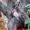 Galahs at Mungeranie