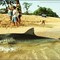 Tiger shark, Murray Island