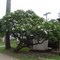 One of the many frangipani trees