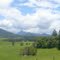 The green grass of home;