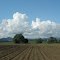 Murwillumbah, NSW....there will be sugar cane again soon