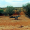 gier australie