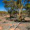 Red Gums at marvel loch