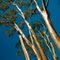 Red Gums