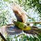 Flight of the Rainbow parot