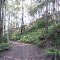 beautiful forest along GNW on Tooheys Rd firetrail...........