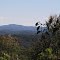Mt Warrawolong, from Greta Rd Kulnura.