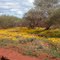 Wildflowers North of Mullewa in Western Australia