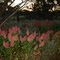 Bushland colour.