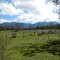 grampians from mt william picnic ground rd