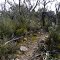 climbing banksia hill on the major mitchell plateau track