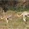 Yellow Tailed Roos at Mt. Ives Station