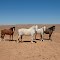 Wild horses - Flinders Ranges in the distance