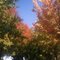 Beautiful Tree Colors in Fall