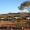 Gunya at Titjikala