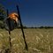 Roadside Mailbox near Narrandera