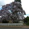 Pawlonia tree in nannup