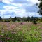 Spring in the South West