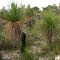 Grass Tree