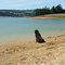 Hagg Lake Shore