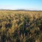 plains grass grassland at dusk