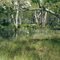 Rushworth State Forest: Reedy Lake