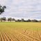 Wahrooa - Le Deux Farm Nagambie