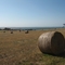 Hay bails, across the road from Silverwater Resort, San Remo