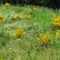 Field flowers along Highway 30, OR, USA.