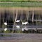 Water birds in Nhill Swamp (2008)