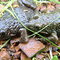 Desert Frogs