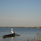Meningie; Lake Albert, Australian Pelican, Pelecanus conspicillatus, Australische Pelikaan