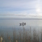 Pelicans at Lake Albert
