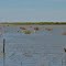 Lake Albert (Australie)
