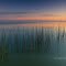 Reed sunrise by David Gibbs