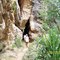 Windjana  Gorge  North west Australia