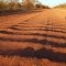 Beautiful corrugations at Leopold Downs road