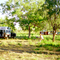 Windjana Gorge Campground