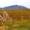 Gammon Ranges *** SA