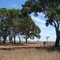 Rural setting near Naracoorte SA.