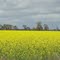 Canola Fields