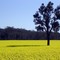 Canola crop