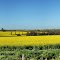 Irishtown - Canola Crop