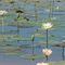 Waterlily's