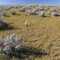the nullarbor plain [in a good season!]