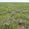 Broughton Pea on the Wanderers Plain