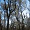 Eumong Woodland -Wanderers Plain