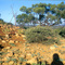 QEENSLAND_ISISFORD_NAVARRA
