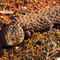 Stumpy - Tailed Lizard