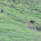 Kangaroos at dusk